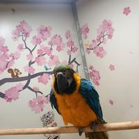 Cucciolo di pappagallo ara arauna