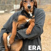 ERA, cucciolona tanto coccolona