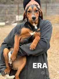 ERA, cucciolona tanto coccolona