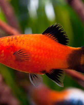 Platy