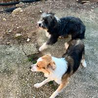 Cuccioli di incrocio spinone e border collie