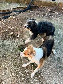 Cuccioli di incrocio spinone e border collie