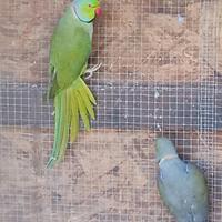 Parrocchetto dal collare adulto