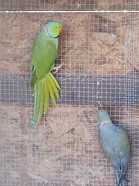 Parrocchetto dal collare adulto