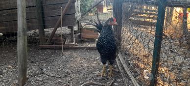 Maschio galline ovaiole