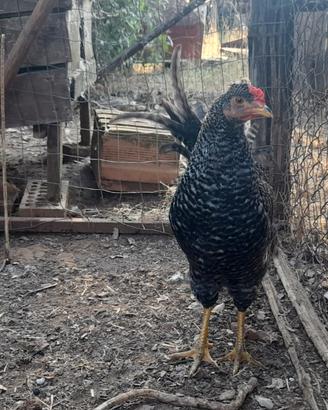 Maschio galline ovaiole