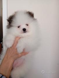 Spitz Pomerania Particolor