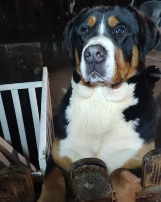 Grande bovaro svizzero