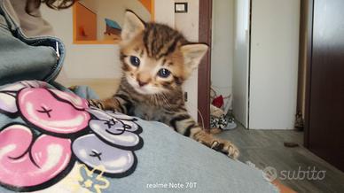 Gattini maschi