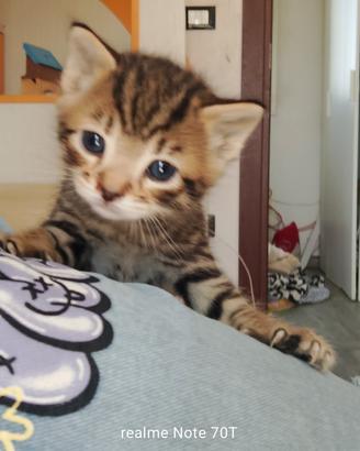 Gattini maschi