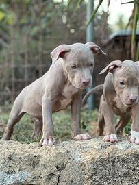 Pitbull