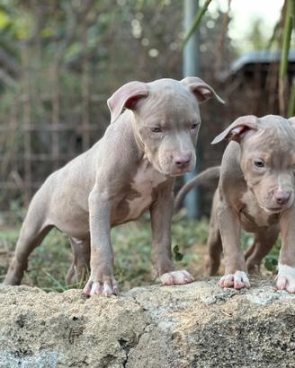 Pitbull