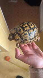 Tartarughe da terra da riproduzione