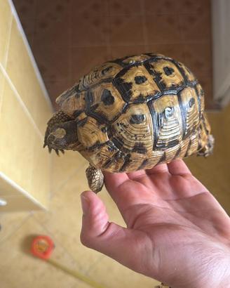 Tartarughe da terra da riproduzione