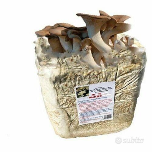 Balla di Funghi Cardoncello (Pleurotus Eringii) Giardino e Fai da te In vendita a Reggio Calabria