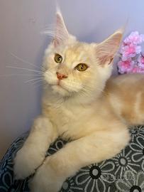 Maschio di Maine coon