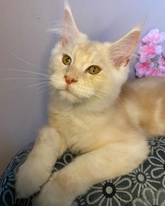 Maschio di Maine coon