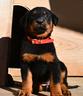 cucciola-beauceron-femmina-nero-focata
