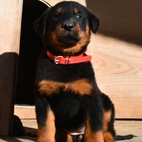 Cucciola BEAUCERON femmina nero focata