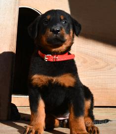 Cucciola BEAUCERON femmina nero focata