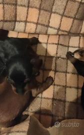 Zwergpinscher