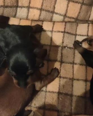Zwergpinscher
