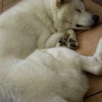 Akita maschio con pedigree disponibile per monta