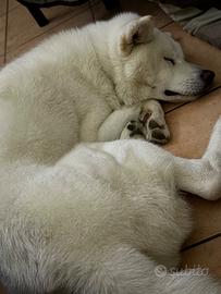 Akita maschio con pedigree disponibile per monta