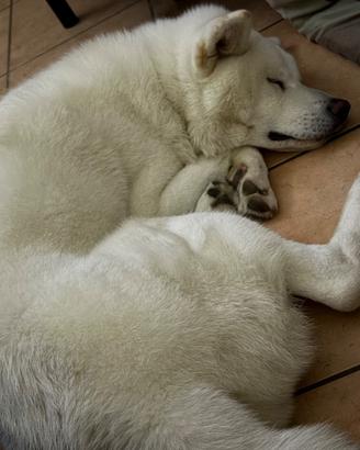 Akita maschio con pedigree disponibile per monta