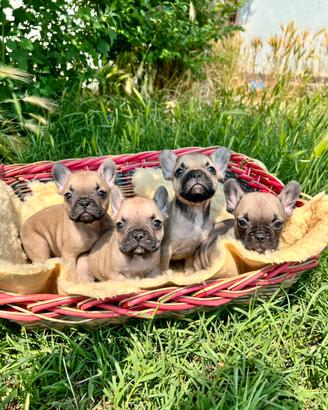 Cucciola di bulldog francese