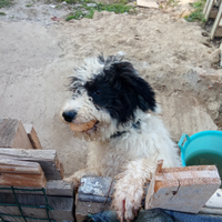 Lagotto