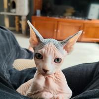 Sphynx