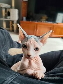 Sphynx