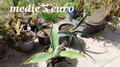 Pianta agave