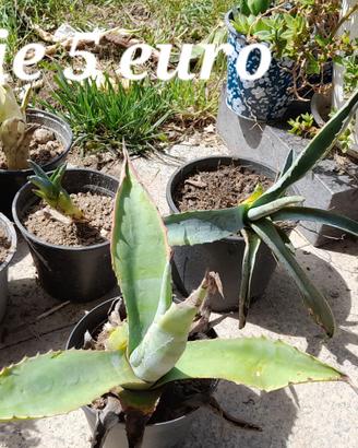 Pianta agave