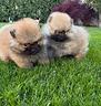 cuccioli-di-spitz-linea-koreana