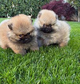 Cuccioli di Spitz linea koreana