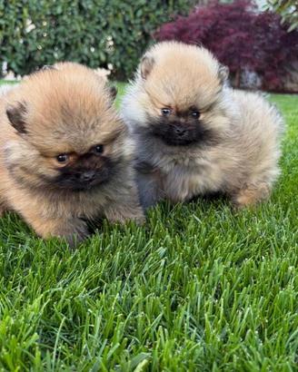 Cuccioli di Spitz linea koreana