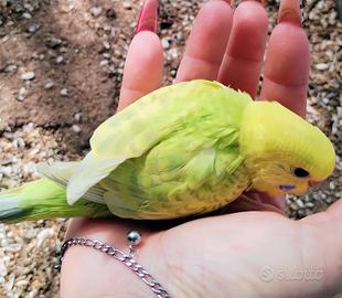 Pullo pappagallino ondulato da allevare a mano