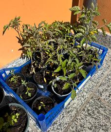Piantine di pomodoro autoprodotte