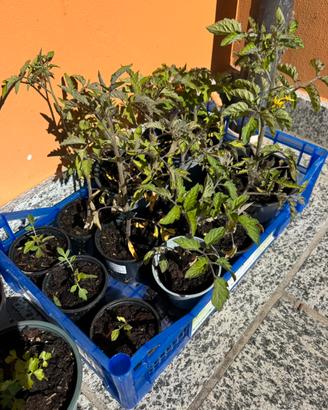 Piantine di pomodoro autoprodotte