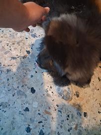 Mix tibetano maremmano