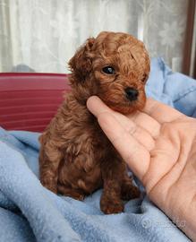 Cuccioli barboncino