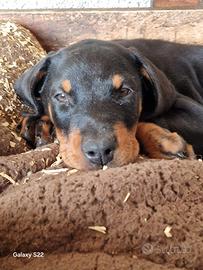 Ultimi cuccioli di dobermann