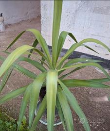 pianta di yucca