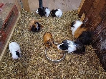 Cavie / porcellini d'india