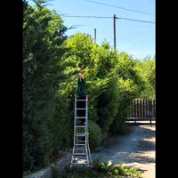 Giardiniere,taglio siepi , potatura olivo,