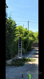 Giardiniere,taglio siepi , potatura olivo,