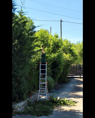 Giardiniere,taglio siepi , potatura olivo,
