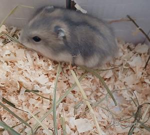 Criceti whinter White